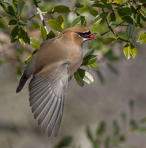 Cedar Waxwing 2.jpg
