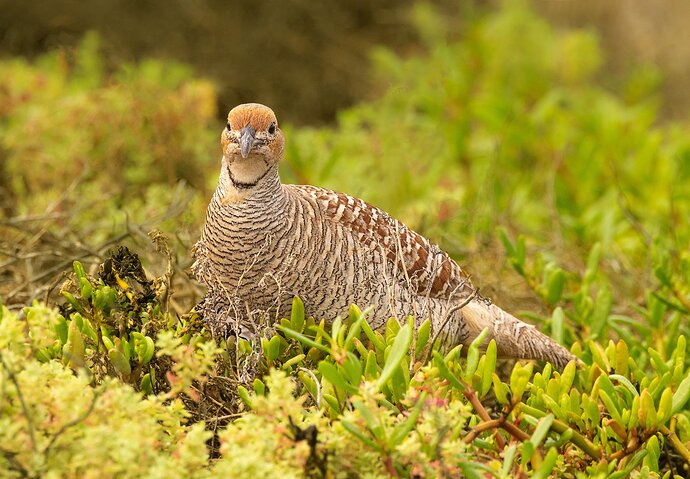 10a-24-Gray Francolin-NPN2