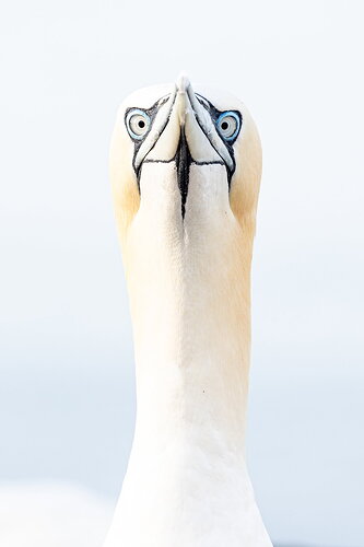 I am the most striking one of the whole colony!!!