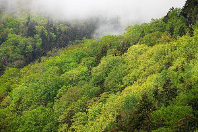 Spring in Kinsman Notch