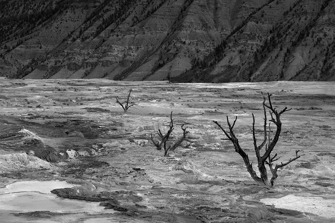 Original - Desolate Beauty 2_MT_Yellowstone_06202026-061926_0629-1_.jpg