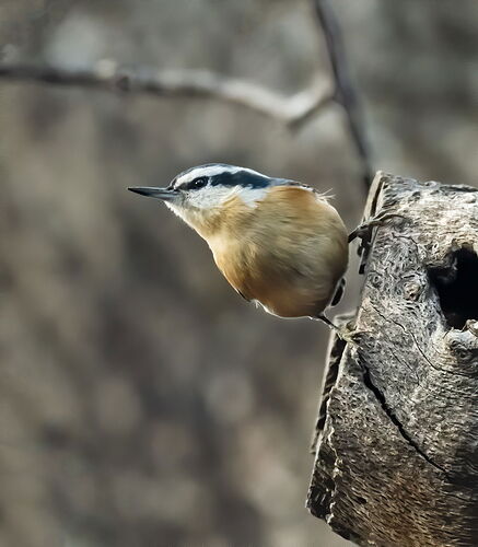 NUTHATCH.jpg