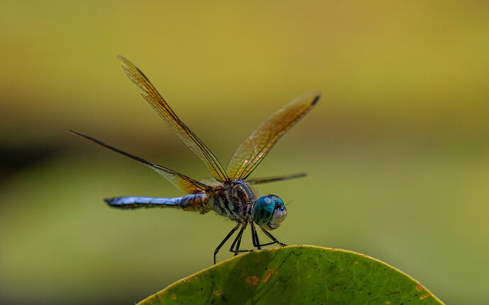 Original - Blue Dasher NPN.jpg
