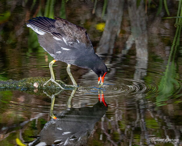 Common-Gallinule-v2