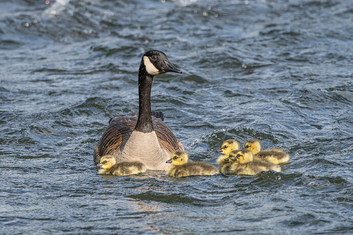 Original - Sticking Close to Mom NPN.jpg