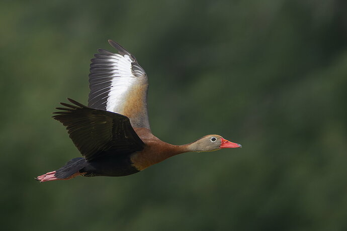 Black-bellied Whistling Duck 4.jpg