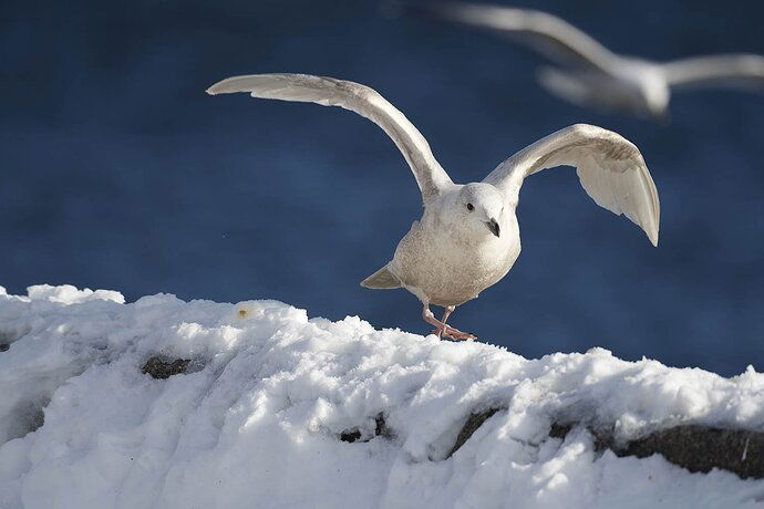 Iceland Gull Fly Away