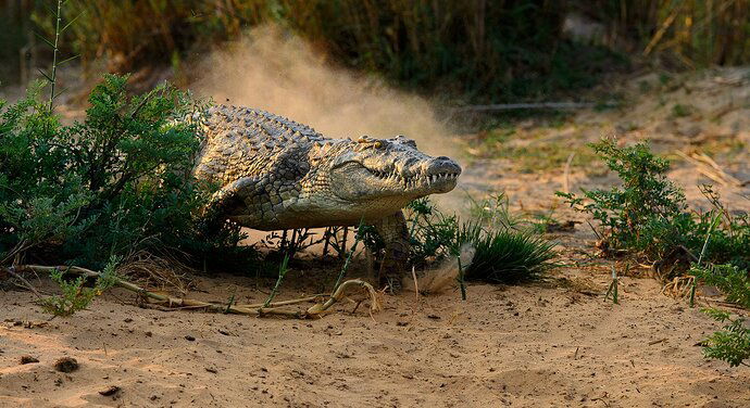 African Croc in Dust-RSandor_2012_10_12_5855C