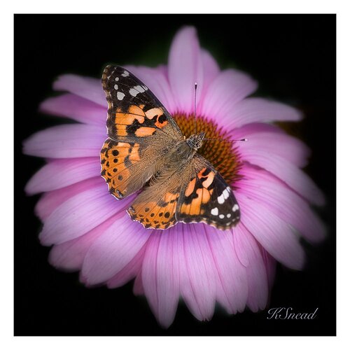 flower and moth