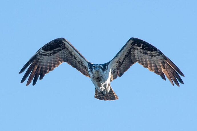 Osprey in the Hood