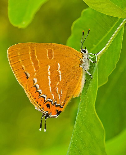 Orange Hairstreak.jpg