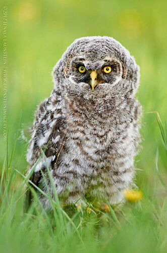 9-Jenaya-Launstein-Great-Grey-Owlet-1920