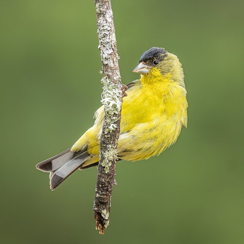 _49A5063-Edit.jpg