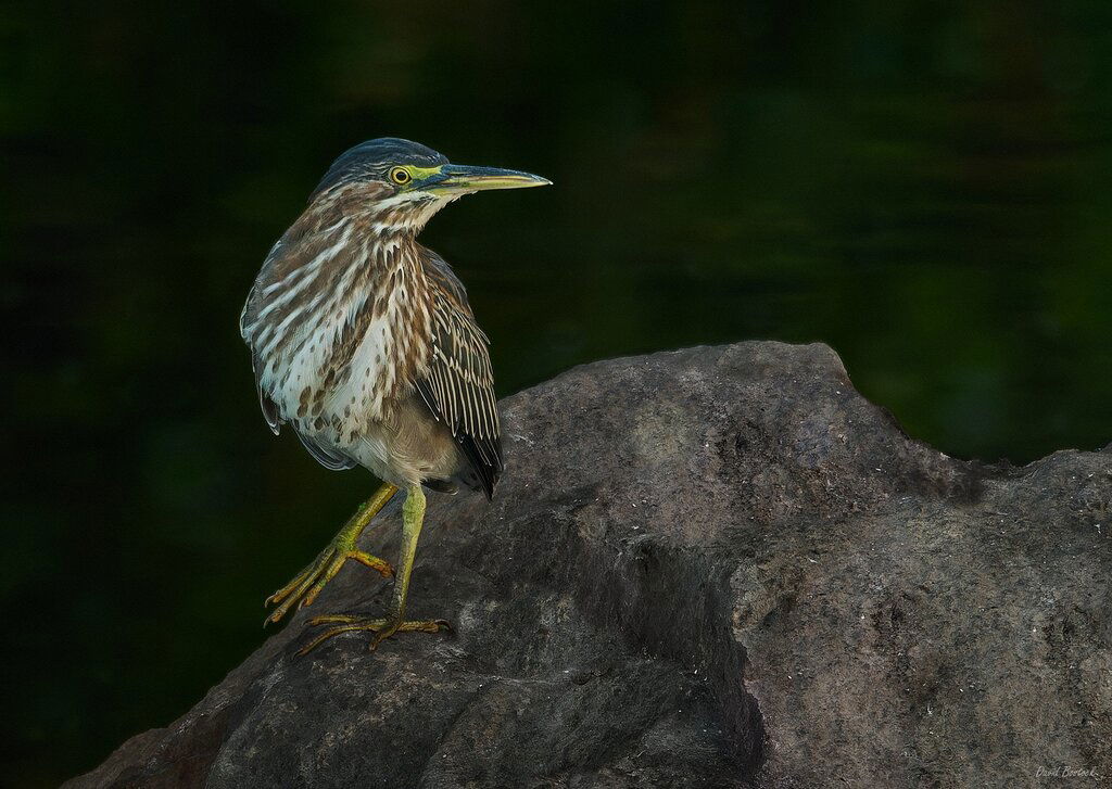 Green Heron in Pre-Dawn Light w/Rework - Avian Critiques - Nature ...