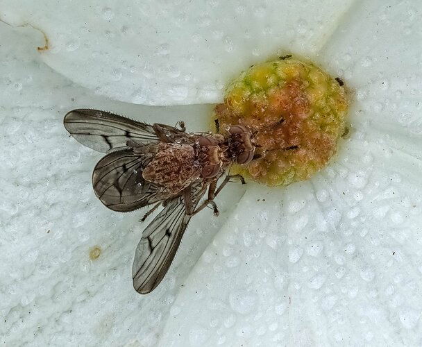 Fly on Dogwood