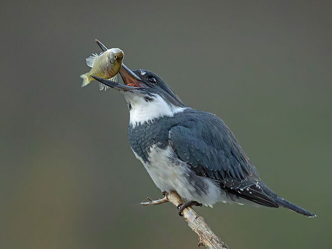Belted Kingfisher 160.jpg