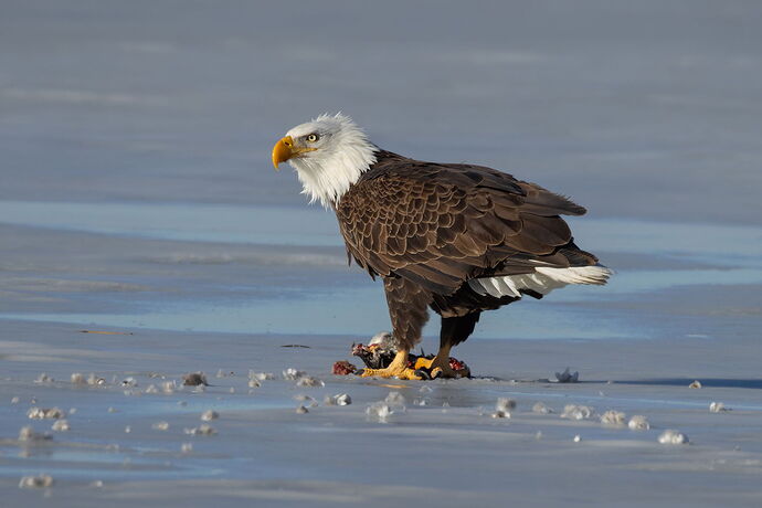 Bald Eagle 39.jpg