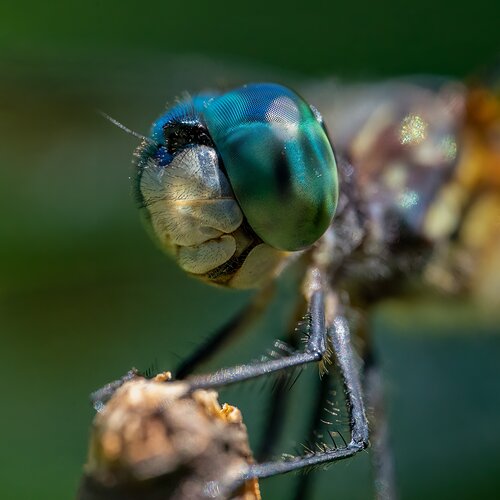 Dragonfly headshot