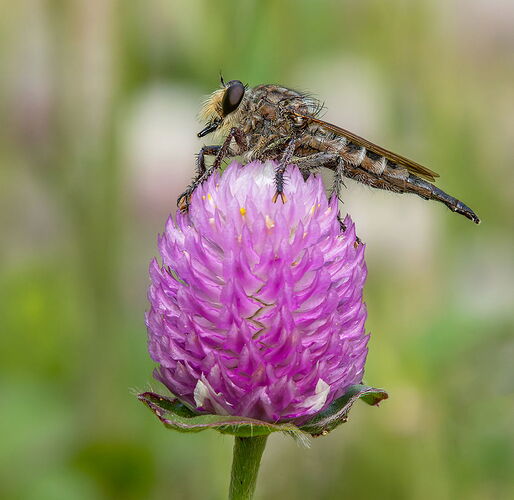 Robberfly 1.jpg