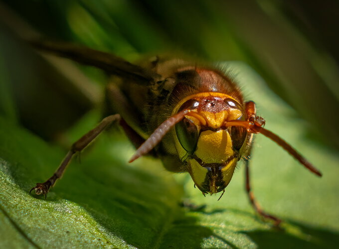 Original - hornet--2.jpg