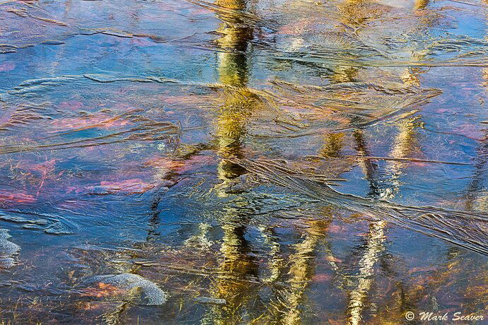 Cattail pond ice