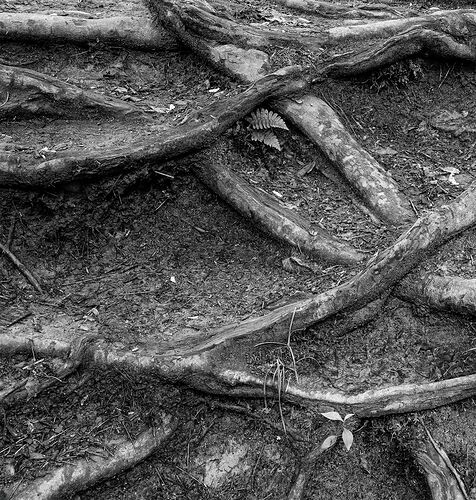 Roots stack copy.jpg