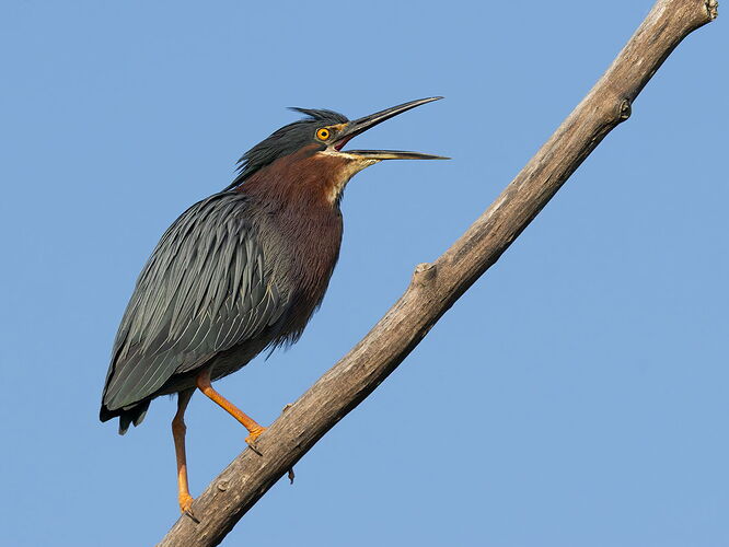Green Heron 82.jpg
