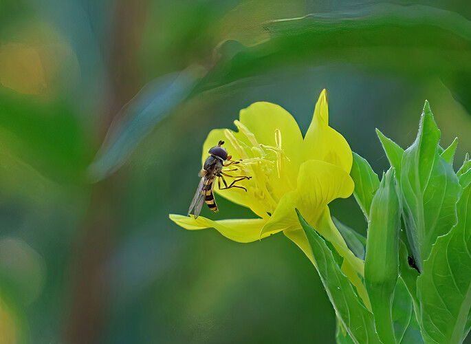 IMG_4926-SharpenAI-focus.jpeg