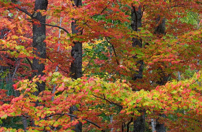 Parking Lot Landscape #2