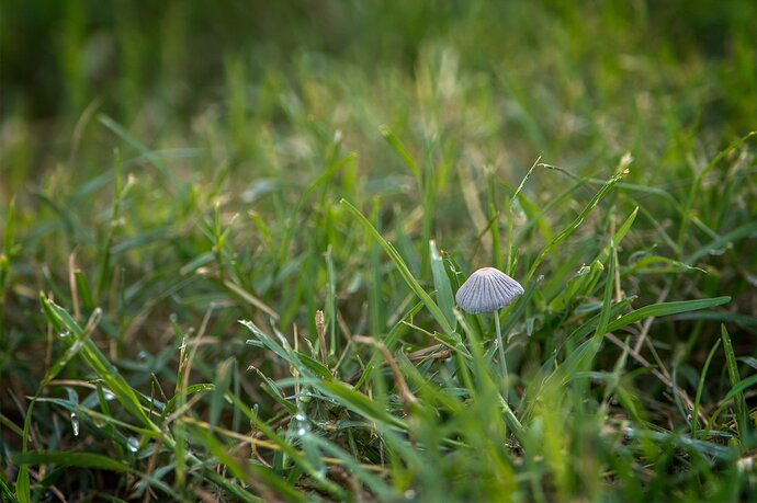 mushroom-DSC_5191-1