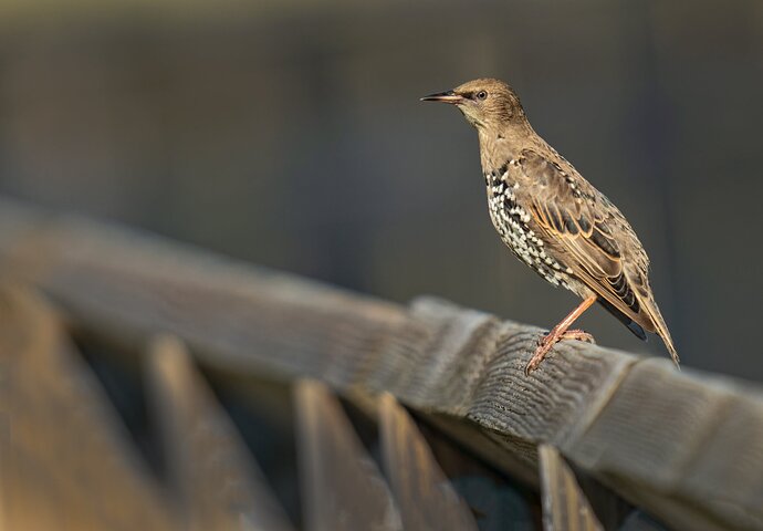 starling-copy