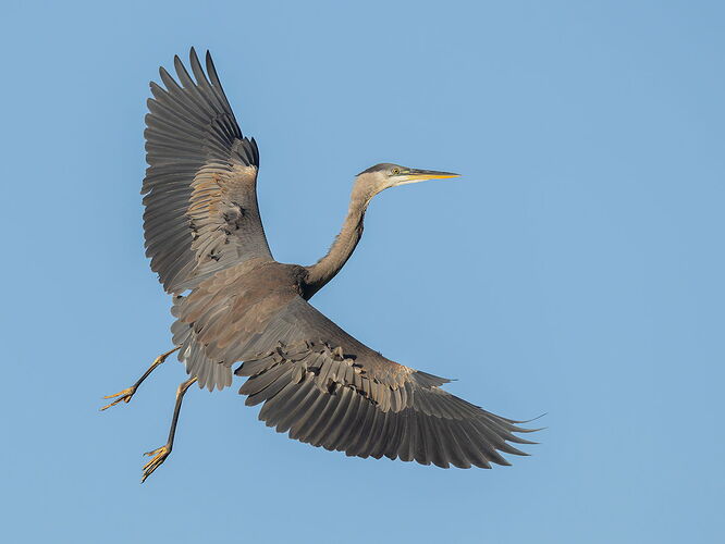 Great Blue Heron 54.jpg