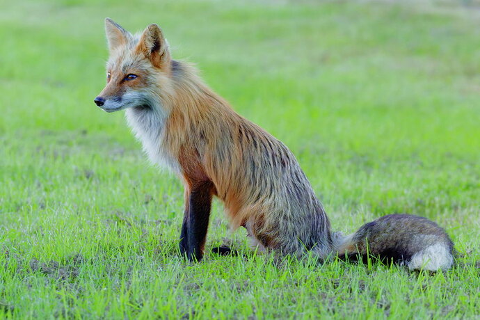 More from the Fox den.