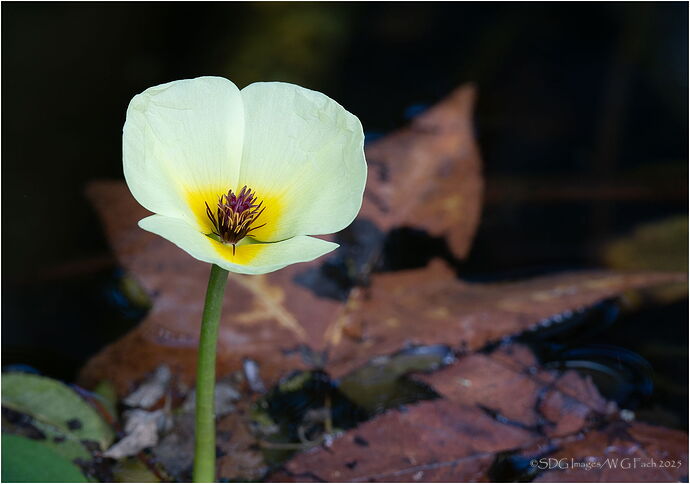 Autumn-Lotus-56875A7r3-25