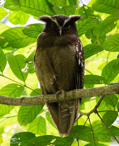 Crested Owl