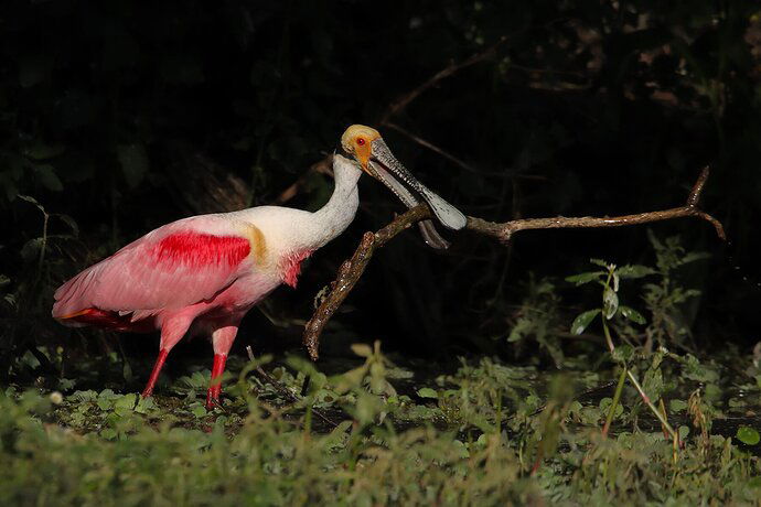 Roseate Spoonbill 8