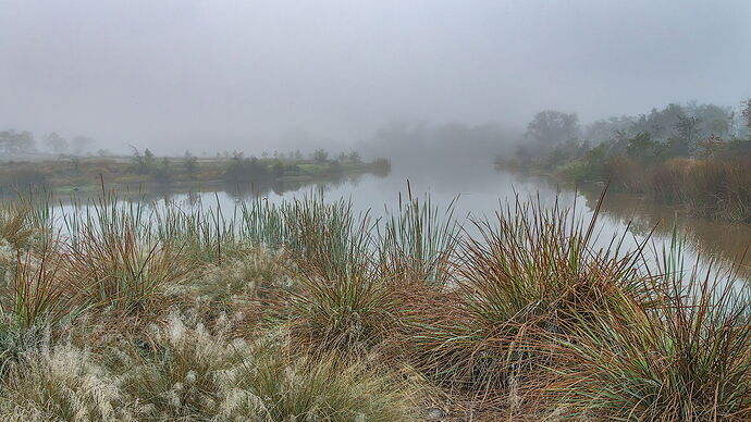 Robinson Preserve in the fog 3