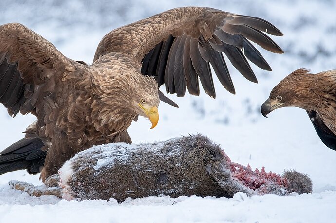 Eagles feeding