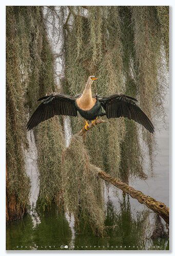 lady-anhinga-2