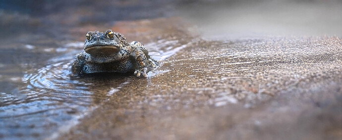 canyon toad copy 5