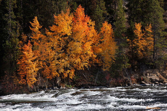 Aspens, LeHardy Rapids.jpg