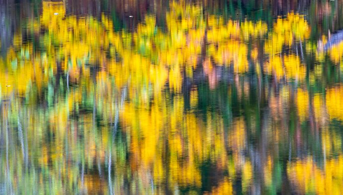 Vine maples reflected in a pond