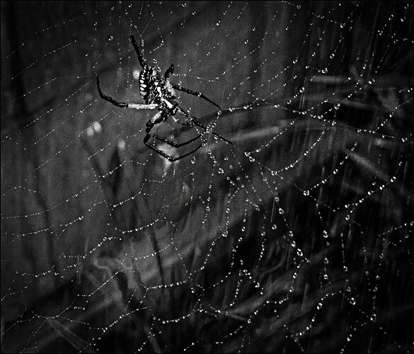 Spider in the Rain 2026