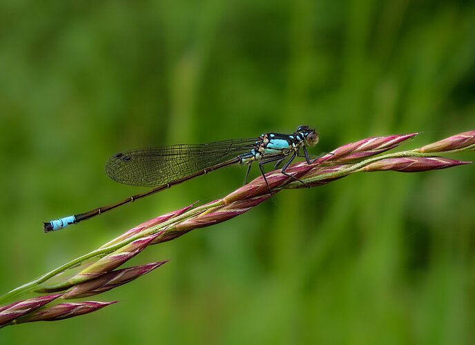 Dragonfly-5160591-Edit