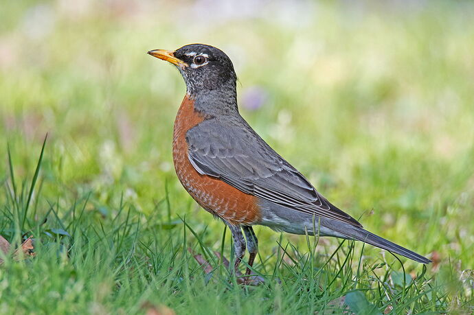 Bob bob bobbin' along.jpg