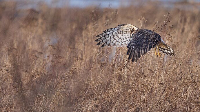 Northern Harrier