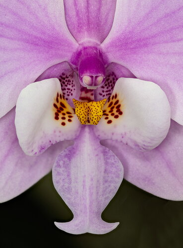 Phalschilleriana.jpg