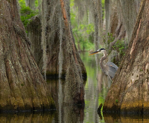 Great Blue Heron 58.jpg