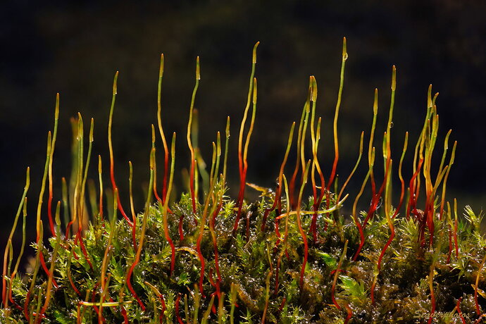Moss Sporophytes.jpg