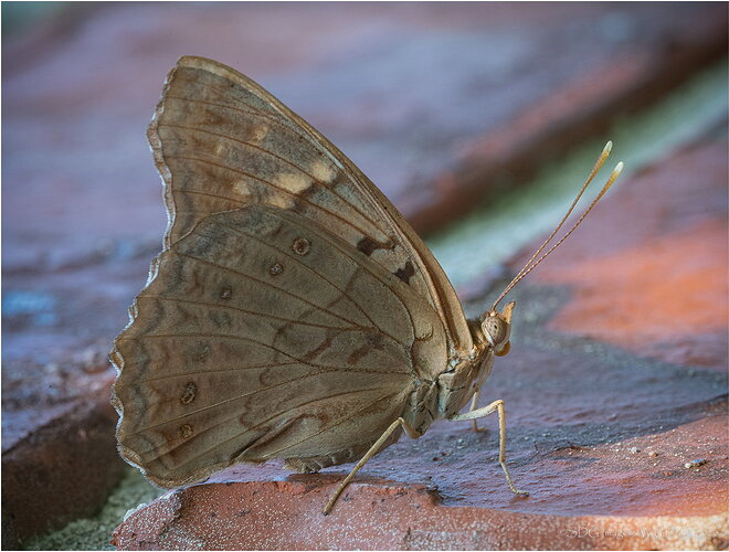 Original - Brickmason-78647A7r3-26.jpg